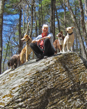 Well-behaved dogs on a rock